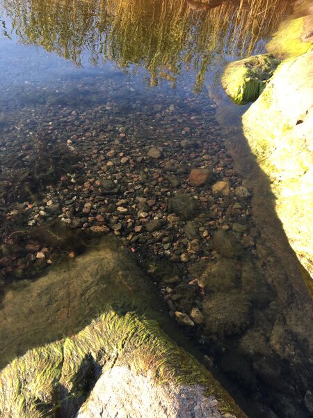 Tiedosto:Dragsvik-Rotarien sinileväseuranta (Högholmen)-ObsALG-202008191947-28.jpg