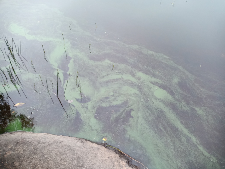 Nerkoonjärvi (35.538.1.010)-Salinlahti-ObsIMG-202308251030-64ebc434bfd7d.png