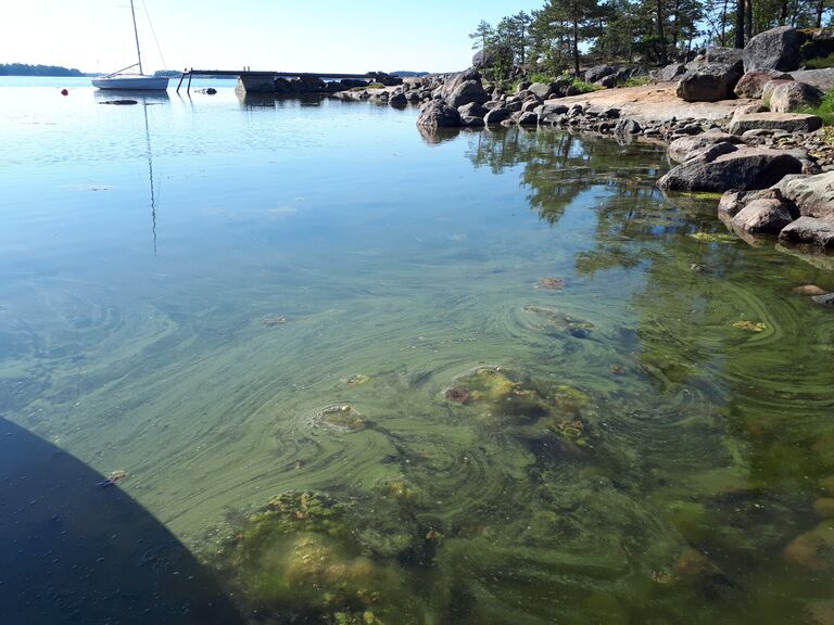 Sipoon saaristo-Norke-ObsALG-201906160900-61.jpg