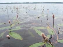 Vesitatar kukkii tanssilavan rannassa heinäkuussa 2013.