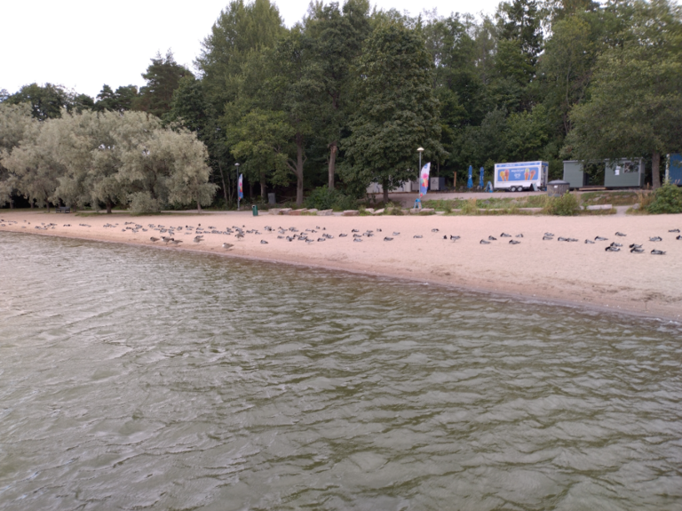 Espoonlahti-Rotarien sinileväseuranta (Kivenlahden uimaranta)-ObsIMG-202208311324-630f3704cbe8e.png