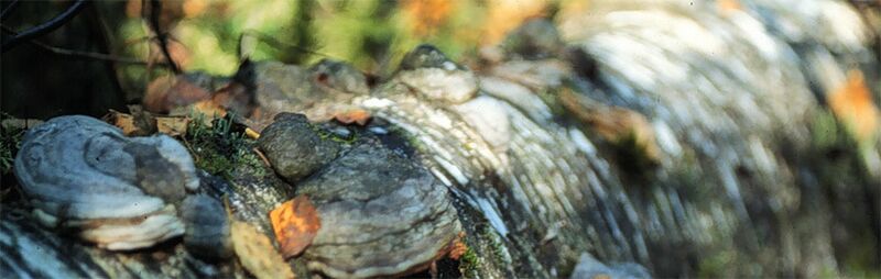 Tiedosto:Godico banner 3.jpg