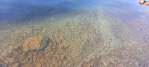 Kuva, Kuikkaranta.jpg