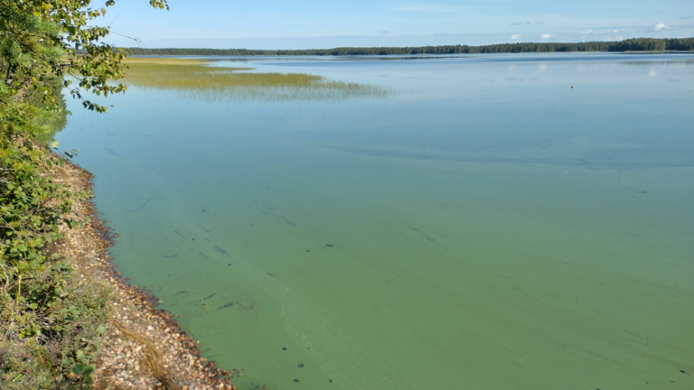 Puokiojärvi (59.275.1.001)-Havaintopaikka 1-ObsALG-202308261156-64e9be288471e.png