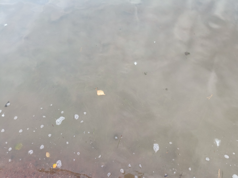 Pyhäjärvi (34.031.1.001)-Valtakunnallinen sinileväseuranta (Katismaan uimaranta)-ObsALG-202409110807-66e125c9f1c84.png