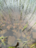 Rytinkijärvi (61.522.1.001)-Valtakunnallinen sinileväseuranta (Rytinkisalmi)-ObsIMG-202606300942-1782801791996.png