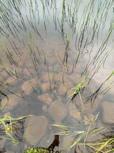 Rytinkijärvi (61.522.1.001)-Valtakunnallinen sinileväseuranta (Rytinkisalmi)-ObsIMG-202606300942-1782801791996.png