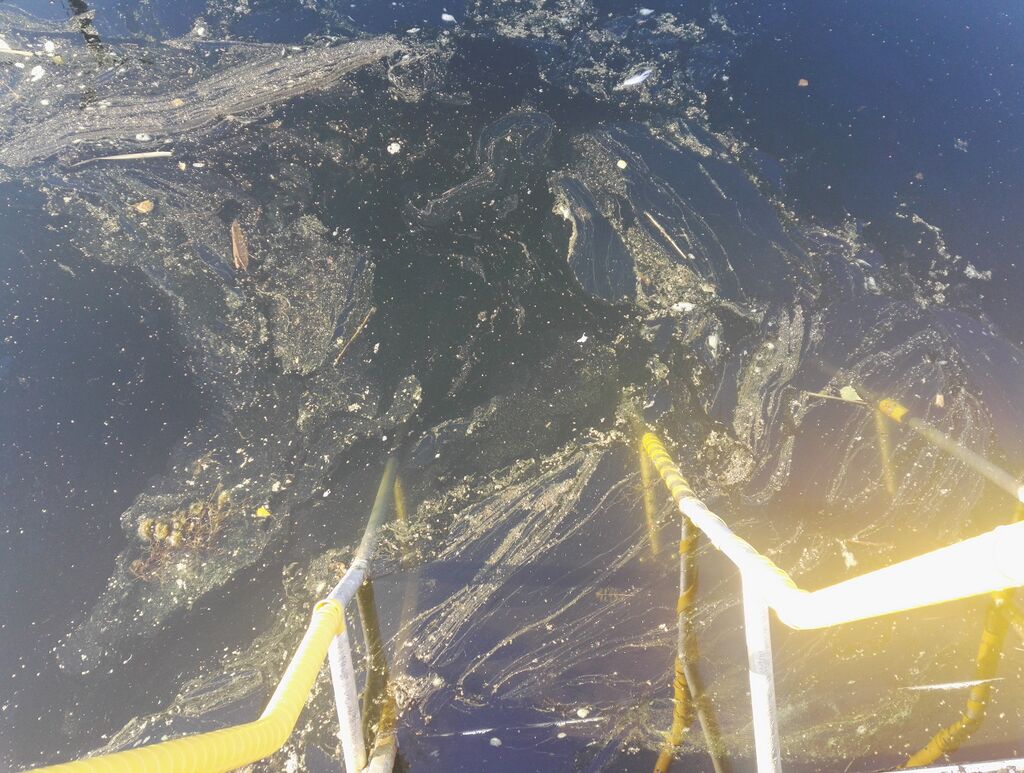 Byrkholmsfjärden (99.210.1.001)-Palmahovi-ObsIMG-201807240748-8.jpg