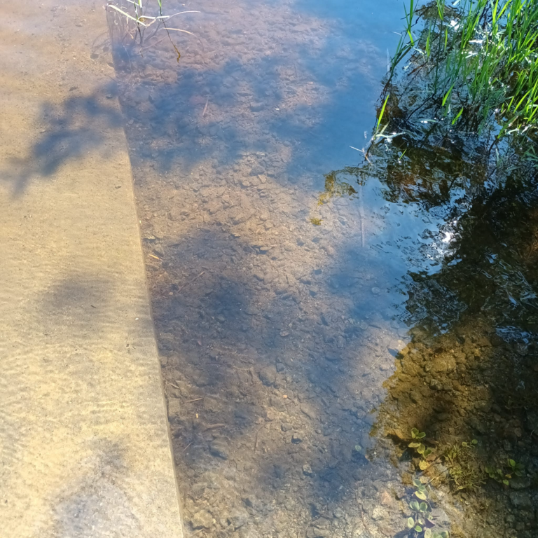 Iso-Lano (35.833.1.001)-Rotarien sinileväseuranta (Lanonpohja)-ObsALG-202507011330-1751969755012.png