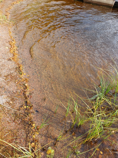 Iso-Lano (35.833.1.001)-Rotarien sinileväseuranta (Lanonpohja)-ObsALG-202509221215-1758541045361.png