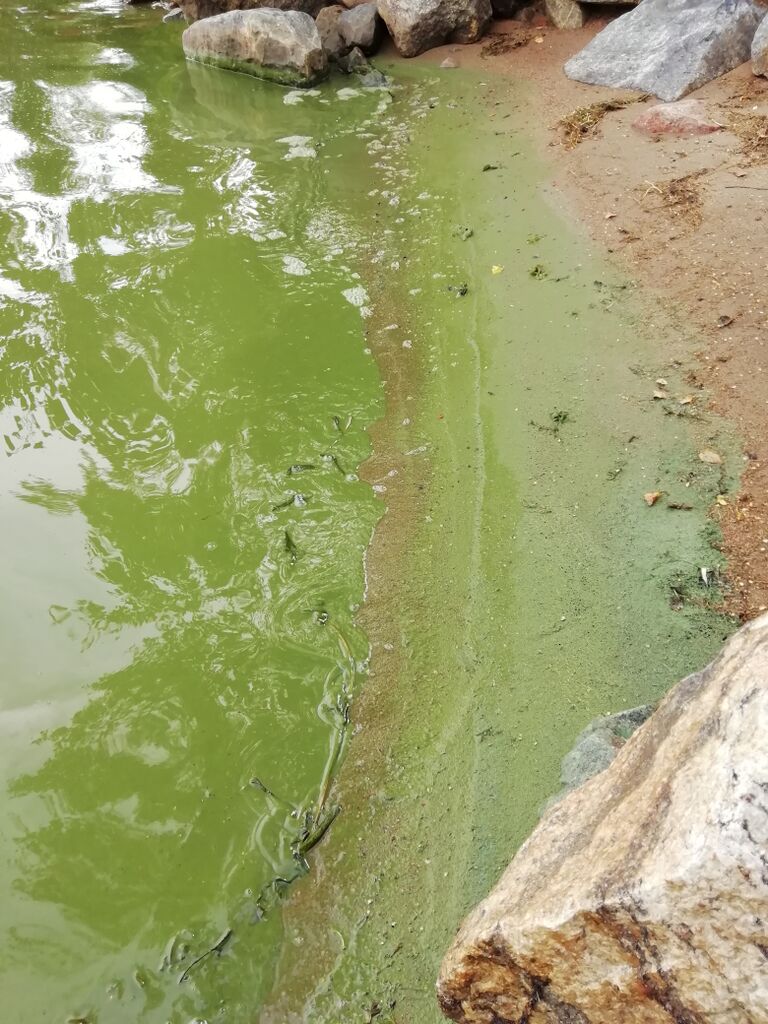 Korshamnsfjärden-Storfjärden-Stora Högskär-ObsIMG-202007281833-1.jpg