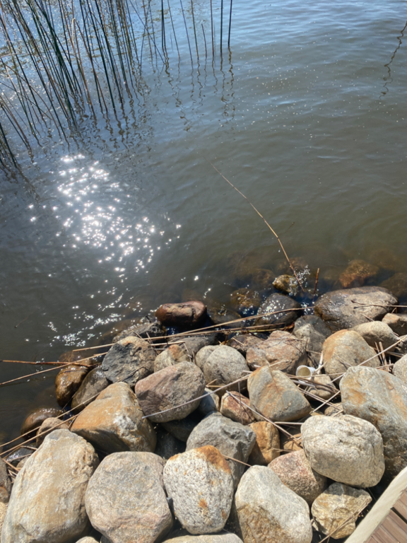 Päijänne (yhd.)-Valtakunnallinen sinileväseuranta (Majutvesi)-ObsALG-202308071411-64d0d12dc4df1.png