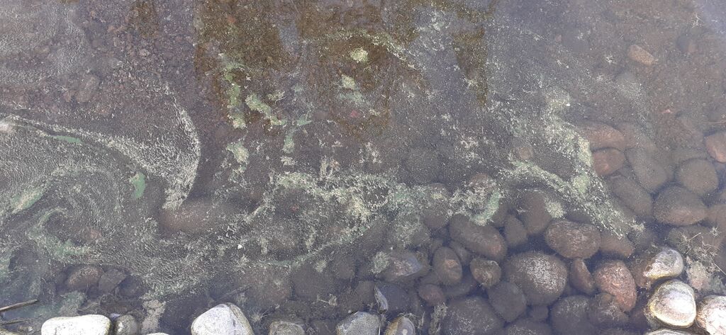 Vesijärvi (35.731.1.001)-Valtakunnallinen sinileväseuranta-ObsALG-202006160815-86.jpg