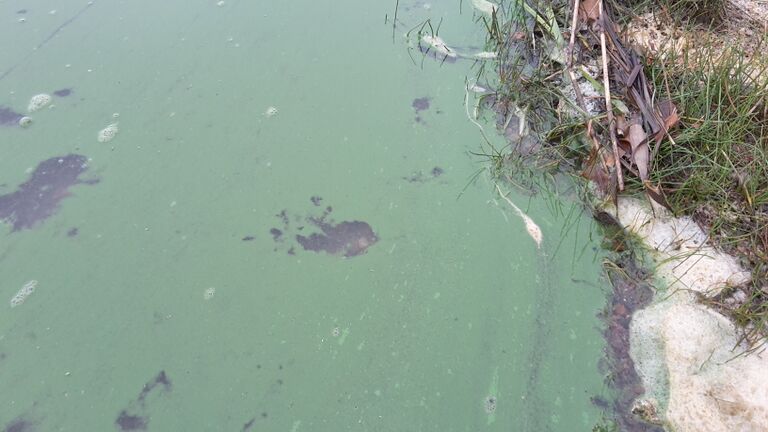 Villikkalanjärvi (16.003.1.003)-Valtakunnallinen sinileväseuranta-ObsIMG-201708150901-98.jpg