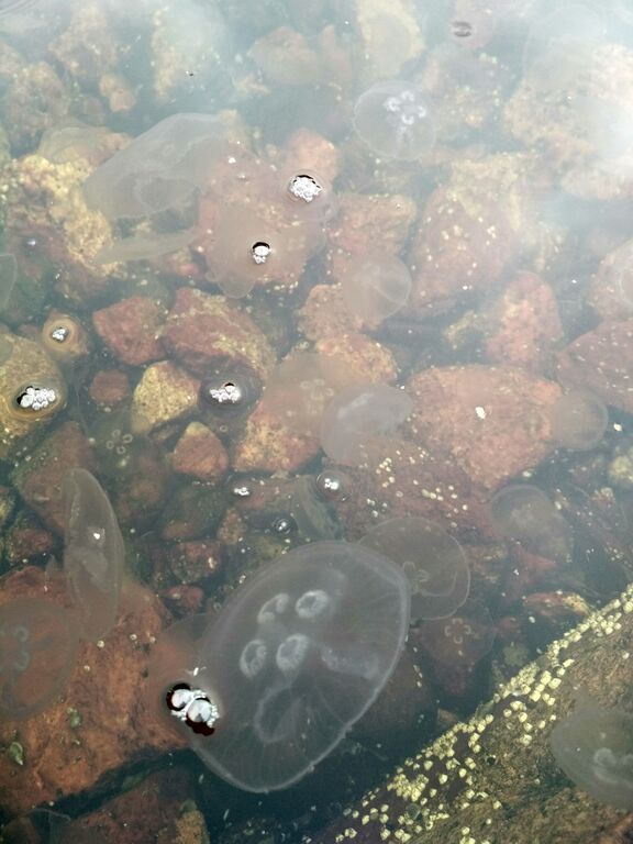 Dragsfjärdin ja Västanfjärdin välisaaristo-Nätö-ObsIMG-201710291151-87.jpg