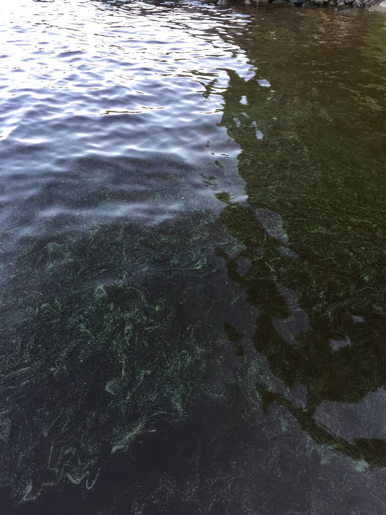 Kivijärvi (14.443.1.001)-Kierinniemi1-ObsALG-201807112201-97.jpg