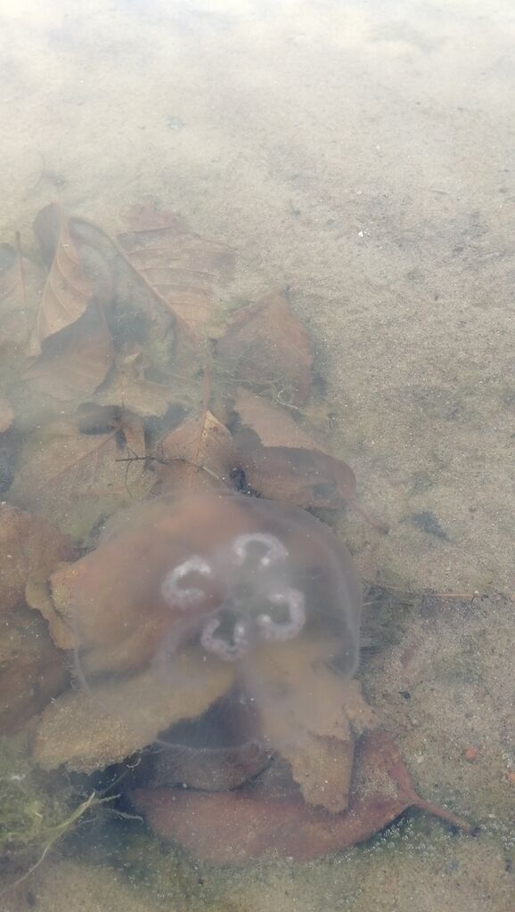 Rauman edusta-Poroholma-ObsIMG-202010081600-5.jpg