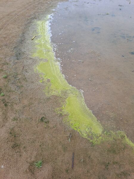 Tiedosto:20250729 154630.jpg