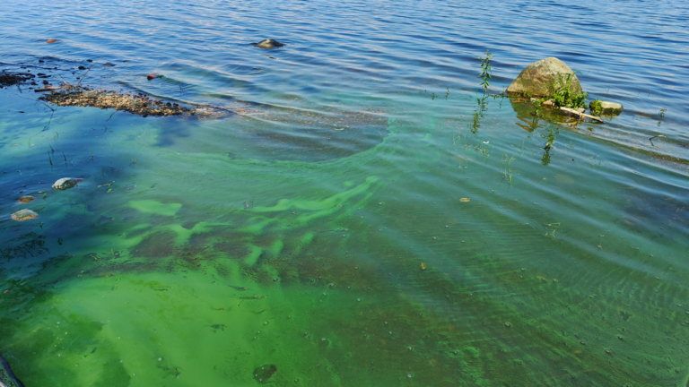 Pääjärvi (35.833.1.003)-Havaintopaikka 3-ObsALG-202507141253-6874d44b23ad8.png