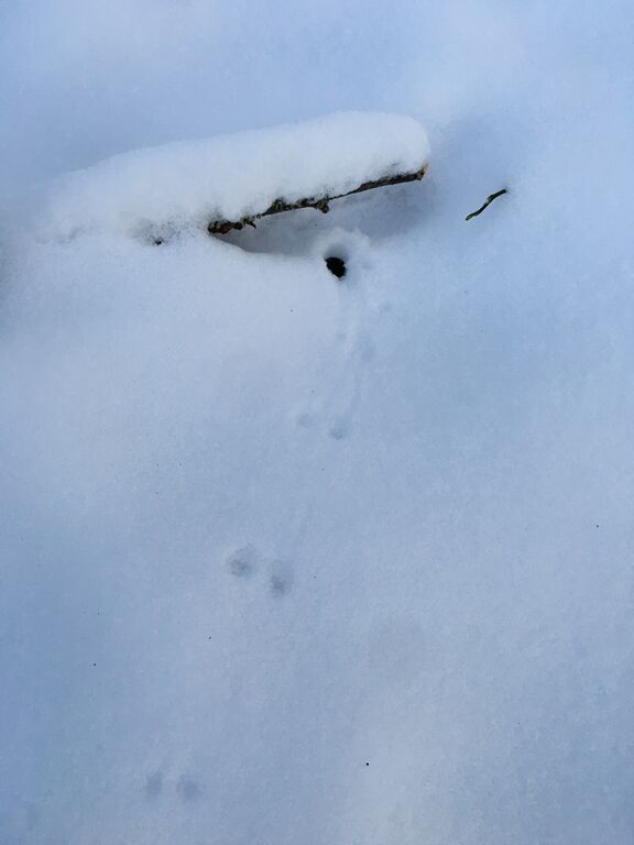 Päijänne (yhd.)-Haapasaaren luonnonsuojelualue-ObsIMG-201911302224-35.jpeg