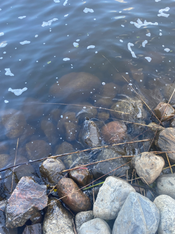 Päijänne (yhd.)-Valtakunnallinen sinileväseuranta (Majutvesi)-ObsALG-202307180854-64b62e98450c5.png