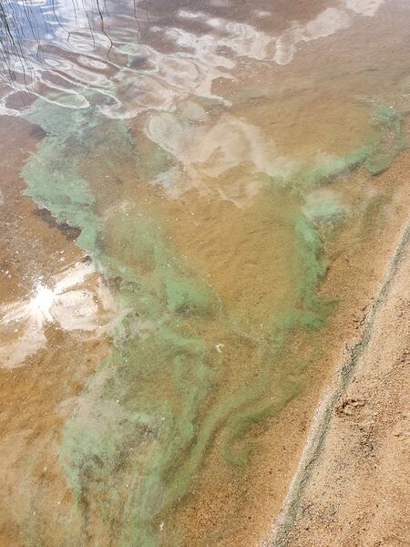 Tiedosto:Änättijärvi (59.931.1.001)-Sääskenniemi, Änätti-ObsALG-201907211233-1.jpg