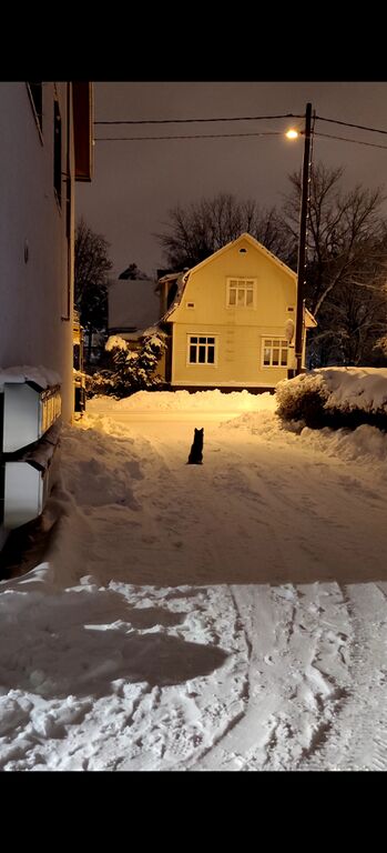 Aurajoen alaosan alue (28.001)-Havaintopaikka 2-ObsMAMMAL-202101132330-59.jpg