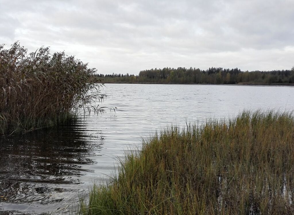 Lutanjärvi (33.002.1.001)-Pyyktuvan ranta-ObsIMG-201710040945-9.jpg