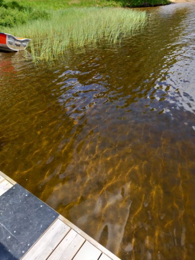 Pitkäjärvi (04.152.1.002)-Valtakunnallinen sinileväseuranta (Pitkäjärven uimaranta)-ObsIMG-202606231350-1782220111339.png