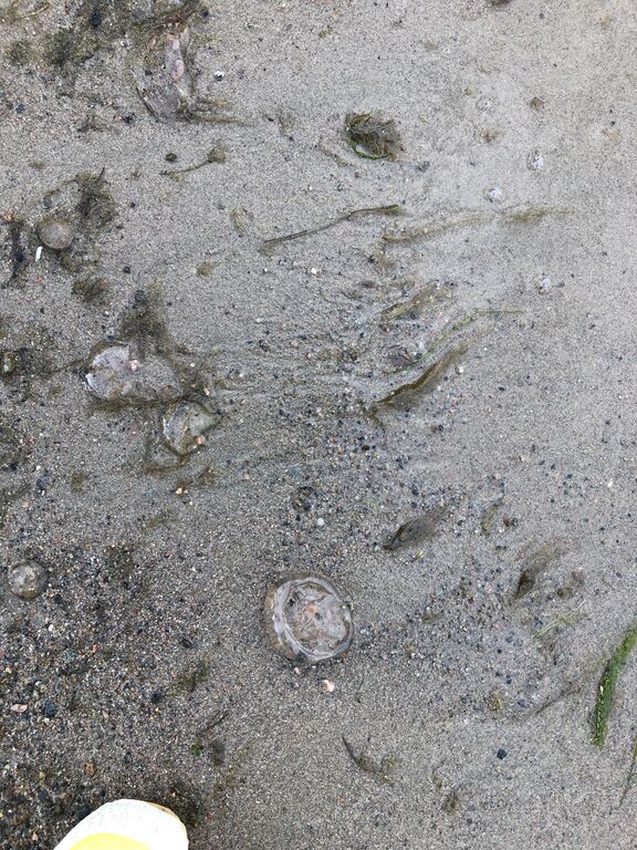 Villinki-Hintholma -ObsJELLY-202010032123-22.jpeg