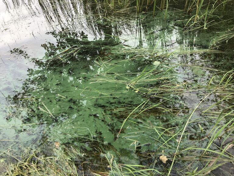 Aurejärvi (35.573.1.001)-Pöykänselkä-ObsALG-201906301300-39.jpg