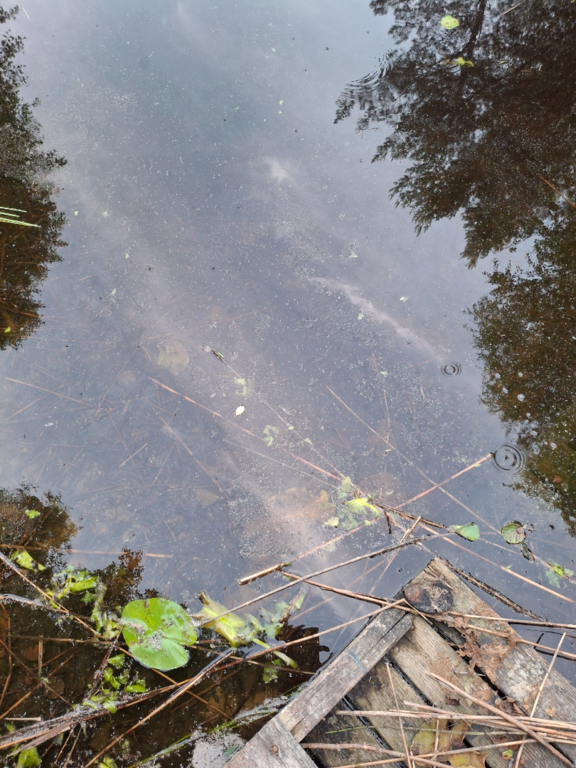 Kallavesi (yhd.)-Rotarien sinileväseuranta (Puutossalmi)-ObsIMG-202507232241-1753299911592.png