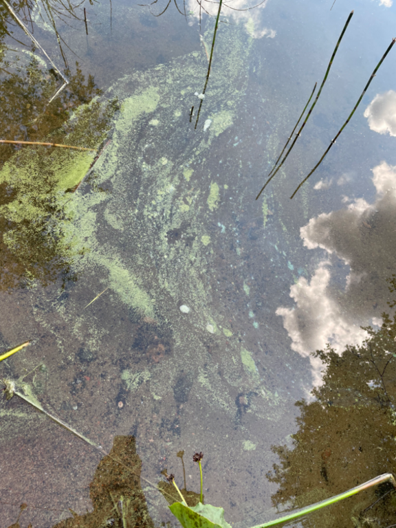 Lohjanjärvi (23.021.1.001)-Havaintopaikka 6-ObsALG-202306281137-649bf199e0095.png