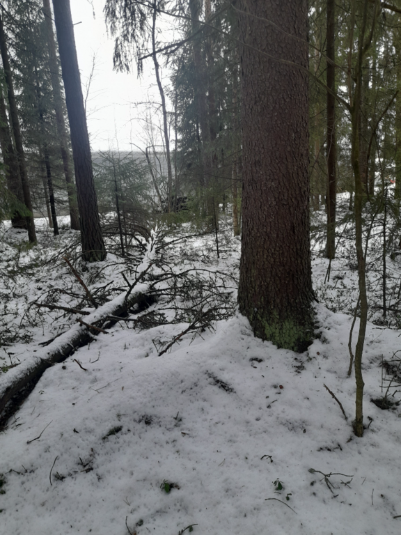 Alavieskan alue (53.022)-Kaisaniemi Mäntytie-ObsSNOW-202302081000-63e3566e042de.png