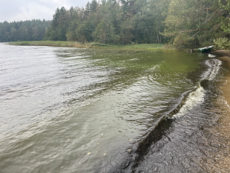 Kallavesi (yhd.)-Vaajasalo, eteläranta-ObsALG-202309121019-650011559268b.png