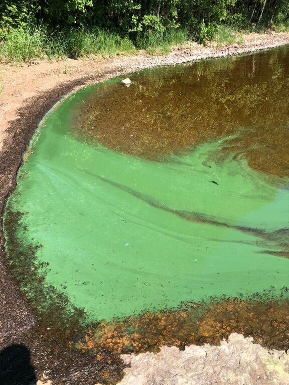 Lappalanjärvi (14.181.1.001)-Havaintopaikka 1-ObsALG-201906161331-76.jpeg