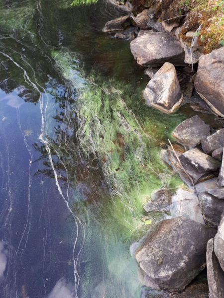 Tiedosto:Rehja - Nuasjärvi (59.811.1.001)-Soikonlahti-ObsALG-202106221139-60d1a2d1239e4.png