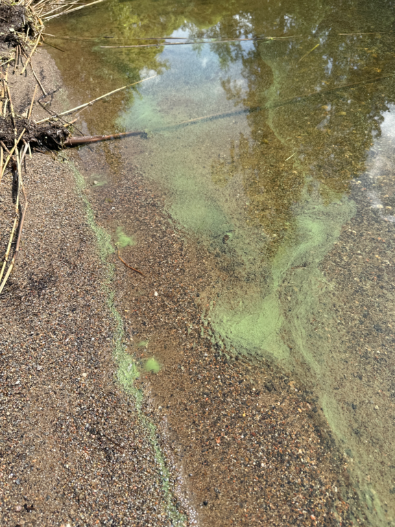 Ukonvesi (Saimaa) (04.151.1.001)-Koivukummunpolku-ObsALG-202506281125-1751099177986.png