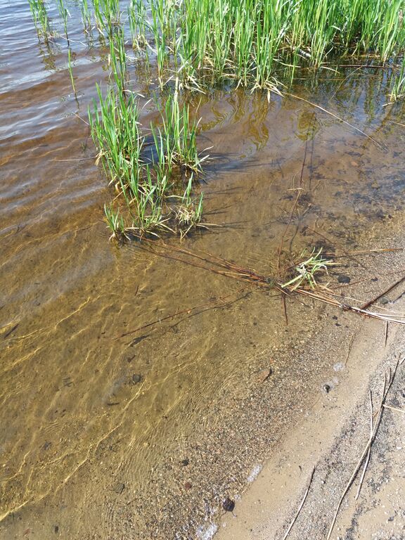 Ukonvesi (Saimaa) (04.151.1.001)-Launialan uimaranta-ObsIMG-201906171005-20.jpg