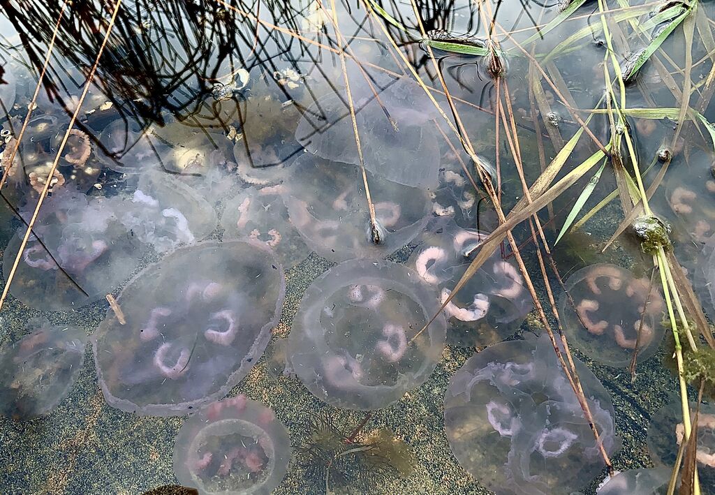 Upinniemenselkä-Havaintopaikka 3-ObsJELLY-201910071316-0.jpeg
