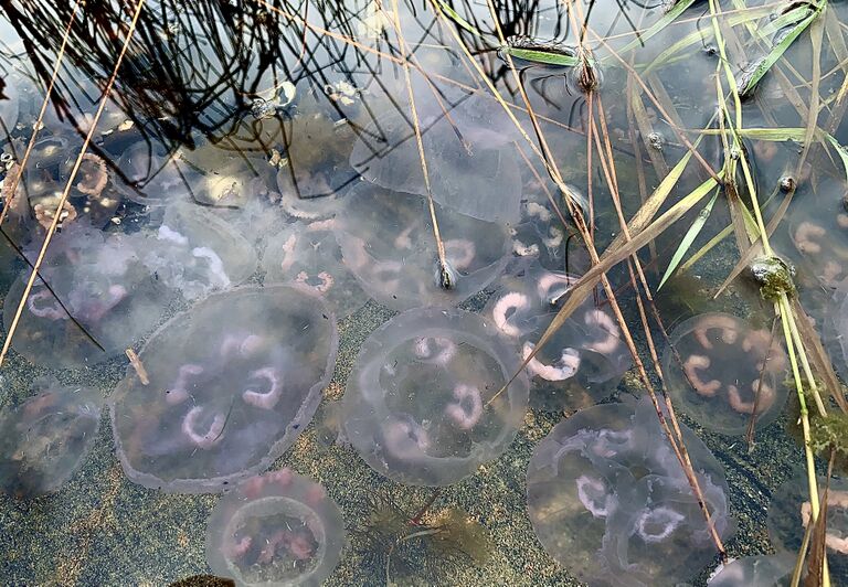Upinniemenselkä-Havaintopaikka 3-ObsJELLY-201910071316-0.jpeg