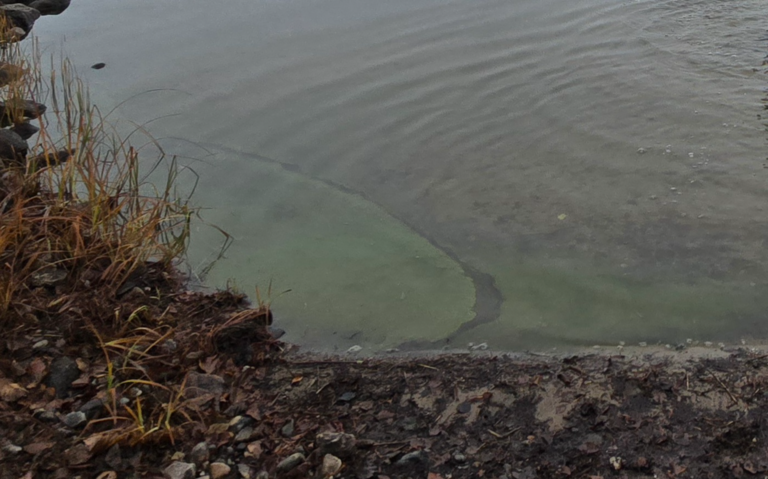 Ala-Rieveli (14.171.1.001)-Havaintopaikka 1-ObsIMG-202511112006-691e07c78f059.png