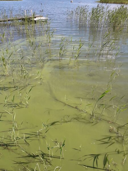 Tiedosto:Halsön sisäsaaristo-Havaintopaikka 1-ObsIMG-201907181127-1.jpg