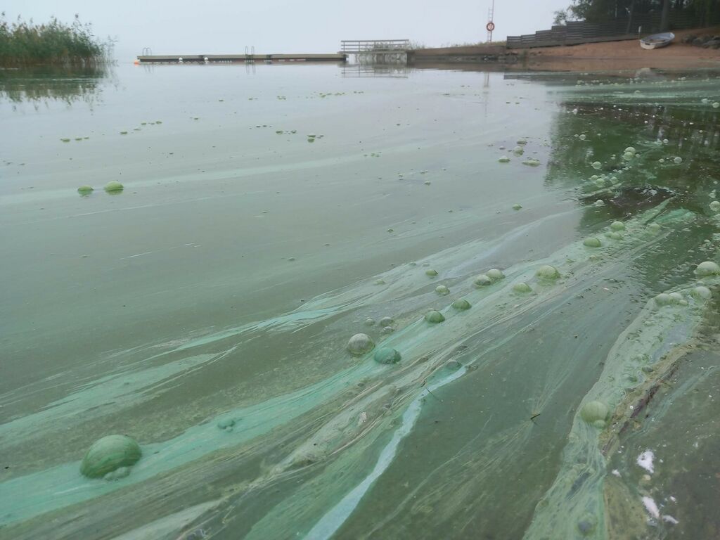 Harvaluoto sinileva 9.9.2025.jpeg