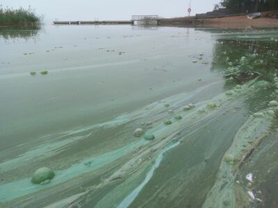 Harvaluoto sinileva 9.9.2025.jpeg