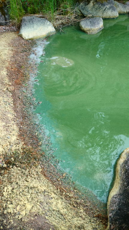 Havainto-Sumiainen, Isoniemi-ObsIMG-202506281626-685fee9356c5f.png