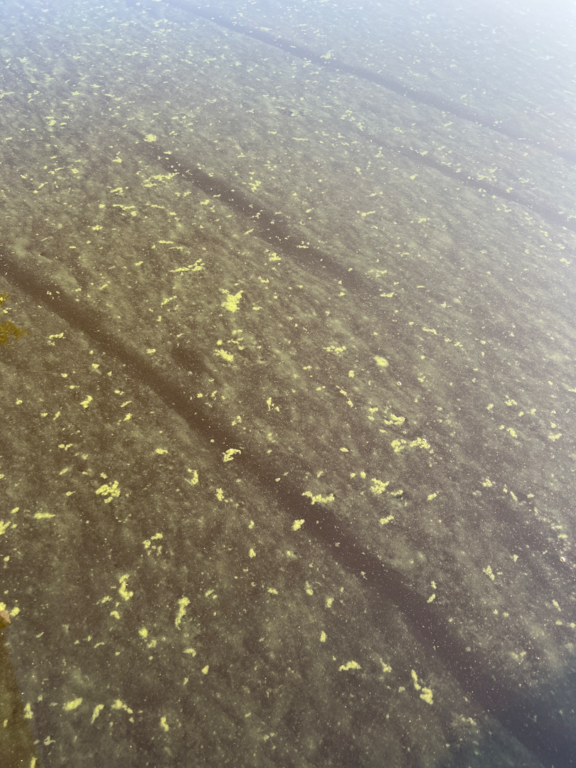 Heiniö (14.937.1.014)-Länsiranta-ObsALG-202507310600-1753931488474.png