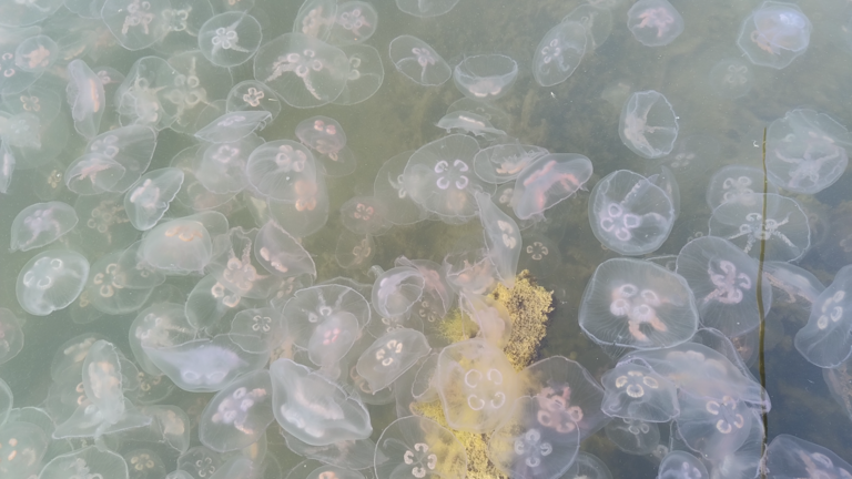 Iso- ja Pikku-Nauvon vesialue-Delholm -ObsJELLY-202509271102-1760328933935.png