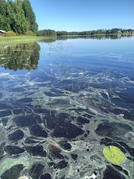 Tiedosto:Jaurakaisjärvi (60.065.1.001)-Jaurakainen-ObsALG-202208011642-62e7d8f2b8b5a.png
