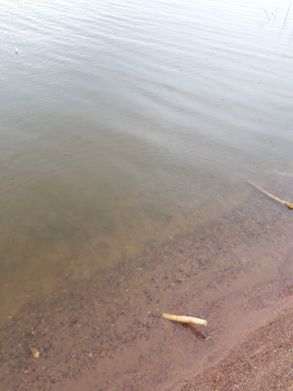 Köyliönjärvi (34.054.1.001)-Valtakunnallinen sinileväseuranta (Yttilän Otta)-ObsALG-202306061520-647f23865bedf.png